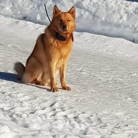 Rantala Talo Keitele Jaerven Rannalla 公寓 Kymonkoski